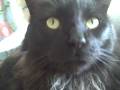 videos de Big Finale Cats on duty