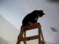 My cat, Nigel on a ladder