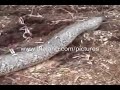 Big Snake