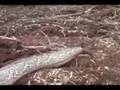 Big Snake