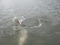 50th Mulloway 50th Mulloway