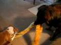 dogs-tug-of-war-over