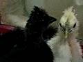 Japanese Origin Silkie Baby,Chickens for Pet in JAPAN.