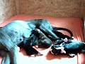 Galgo español