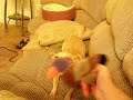 anti duck dog