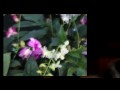 Shirodhara - Marilyn Psychic Hawaii-Introduction
