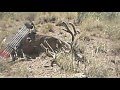 Archery Desert Mule Deer