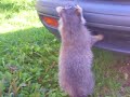 raccoon mechanic