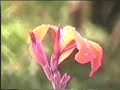 Cultivo de Brom�lias - Alcantarea Imperialis - PARTE 3 de 5