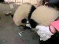 videos de Naughty Pandas in their Hometown02.flv