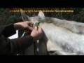 videos de Horse Training - Tying a Rope Halter