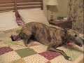 What greyhounds do in bed What greyhounds do in bed