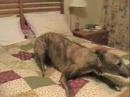 Greyhound
