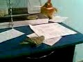 my parot is dancing my parot is dancing