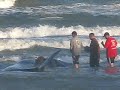 Beached Whale euthanized on Mustang Island, TX Beached Whale euthanized on Mustang Island, TX