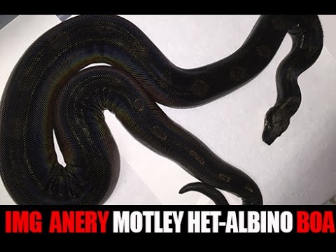 YouTube reptile video