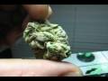 THE WORLDS BEST WEED ~ PURPLE KUSH ~ DANK PART 2