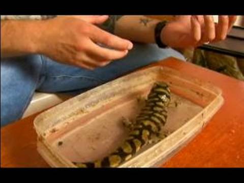 How to care for Pet Tiger Salamander: How to deal with the tiger salamander