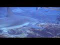Buceo con Tibus Buceo con Tibus