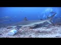 Buceo con Tibus