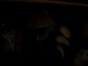 bearded dragon laying eggs