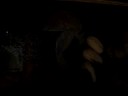 bearded dragon laying eggs