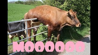 Cows Being Funny Compilation COWS ARE AWESOME