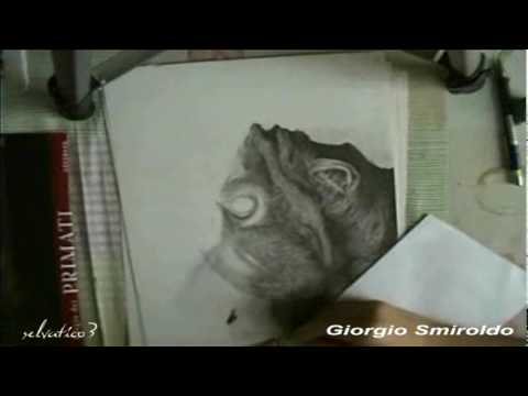 Fast pencil art - Baby Orango