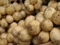 YFC SDS RYC  08 Video Teaser