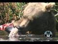 videos de Wildlife As Michael Mauro Sees It