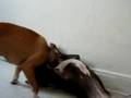 Game bred dogs play wrestling.....
