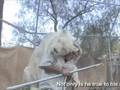 White Lion King of Hollywood