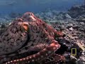 Octopus Eseape Octopus Eseape