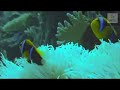 Click here to watch this video Coral Bleaching