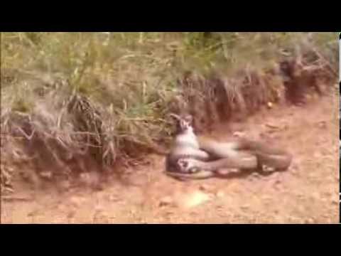 YouTube reptile video