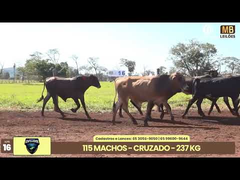 1� LEIL�O EXPOJUINA - 2026