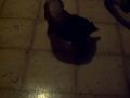 Brandy Eats the Kittys Food Off the Floor