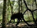 nepali video