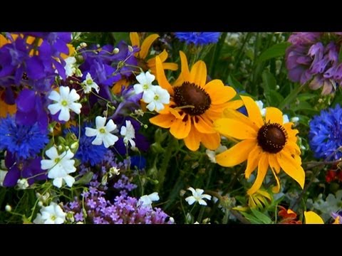 how to plant wildflowers