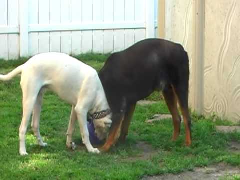 dogo argentino vs puma