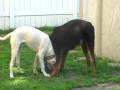 DOGO VS ROTT
