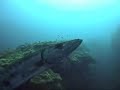 belize-barracuda-up-close-and-cave-dive.html
