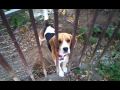 Guarda video