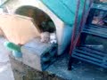 un uevo video de halo esperalo