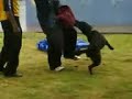 Dutch Shepherd