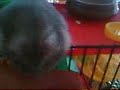 Hamster in Action Hamster in Action