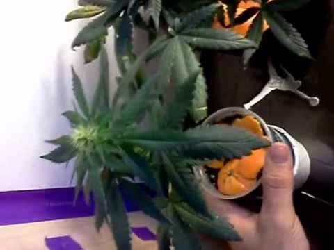 how to grow small weed plants