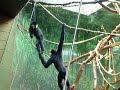 Apes 2! Apes 2!