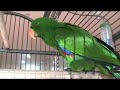 ECLECTUS Parrot Male joins the family