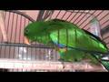 ECLECTUS Parrot Male joins the family